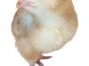 Chick1.jpg